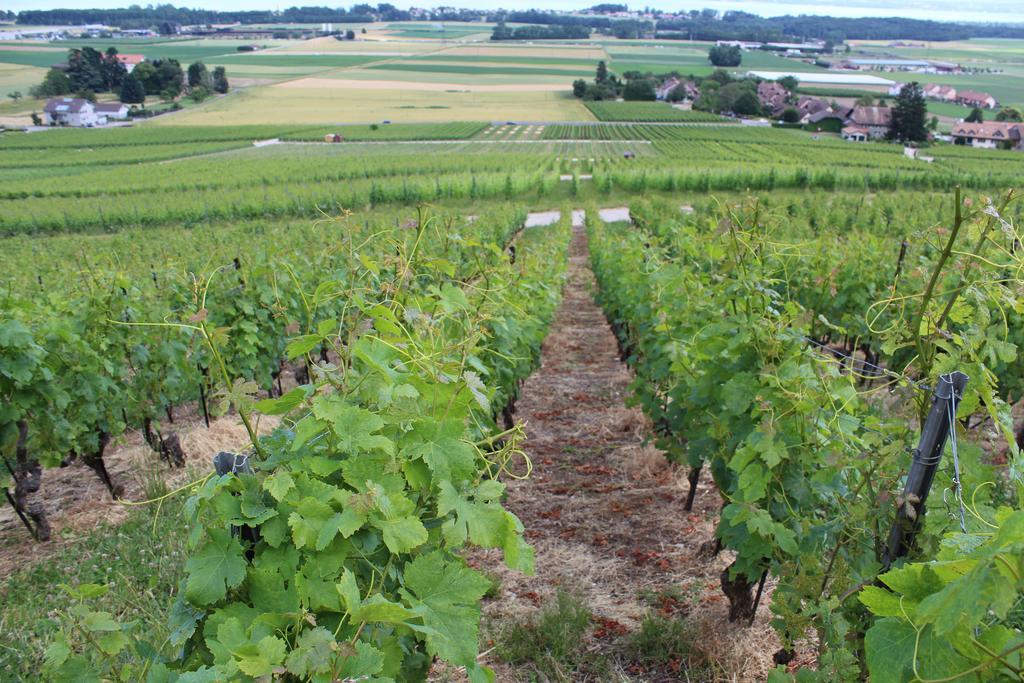 Au Coeur Du Vignoble Sur Bursins Bed and Breakfast Εξωτερικό φωτογραφία